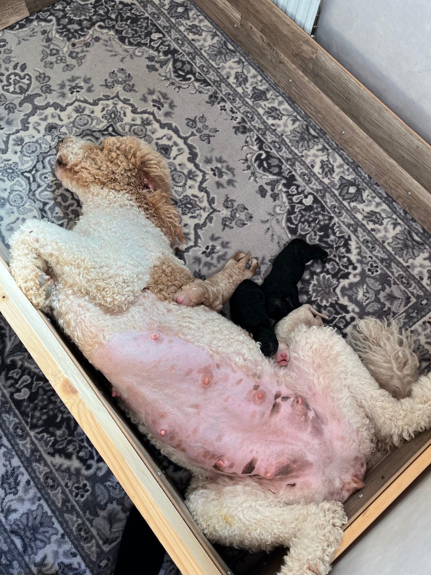 Flora med valpar (Labradoodle)
