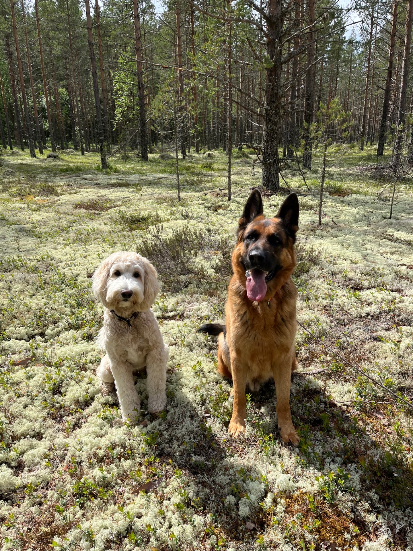 Milda & Blixten (Labradoodle & Schäfer)