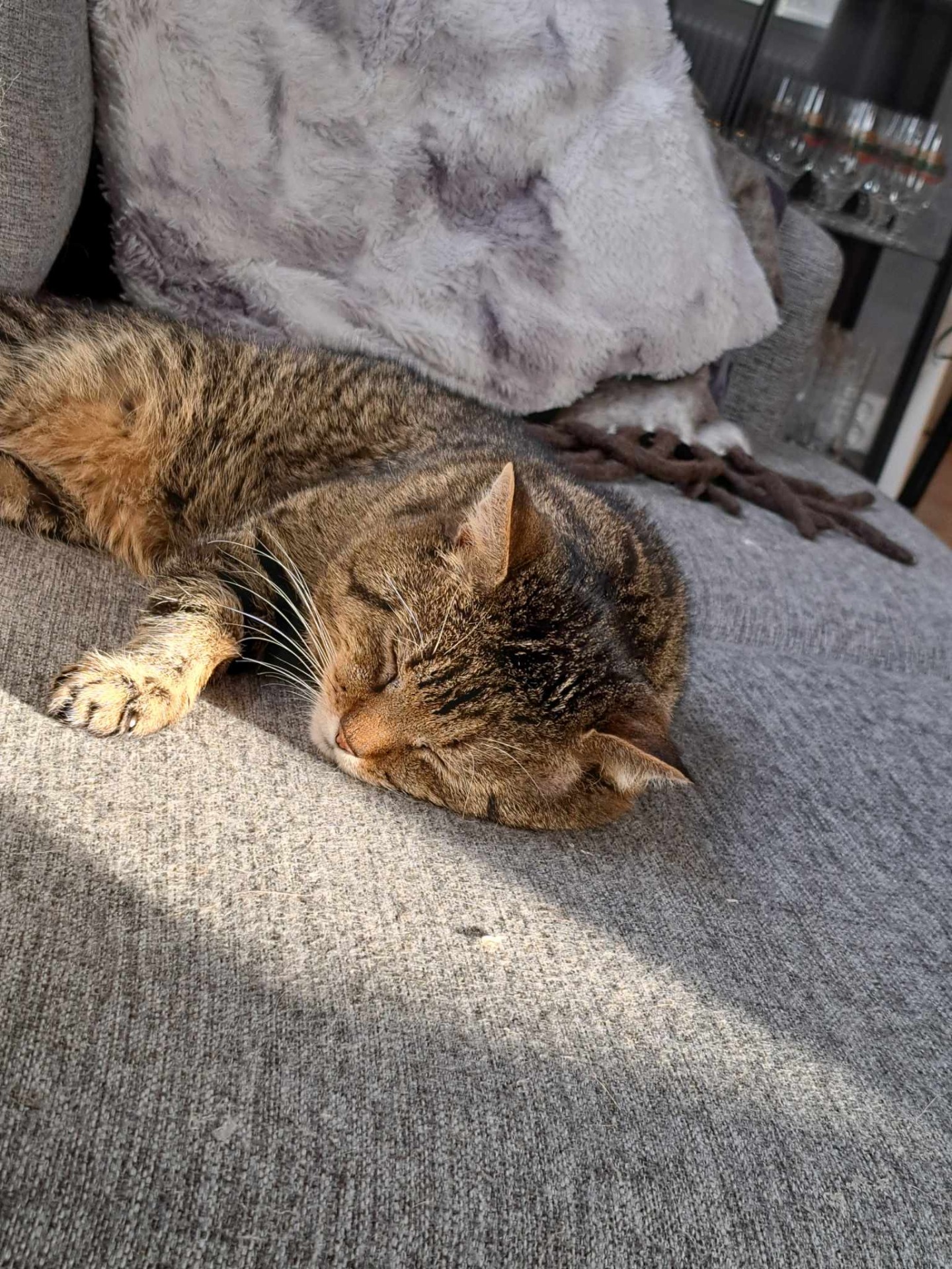 Kurre (bondkatt)